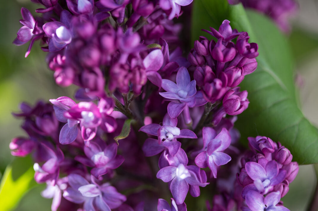 First Editions® Virtual Violet® Bare Root Lilac Bush
