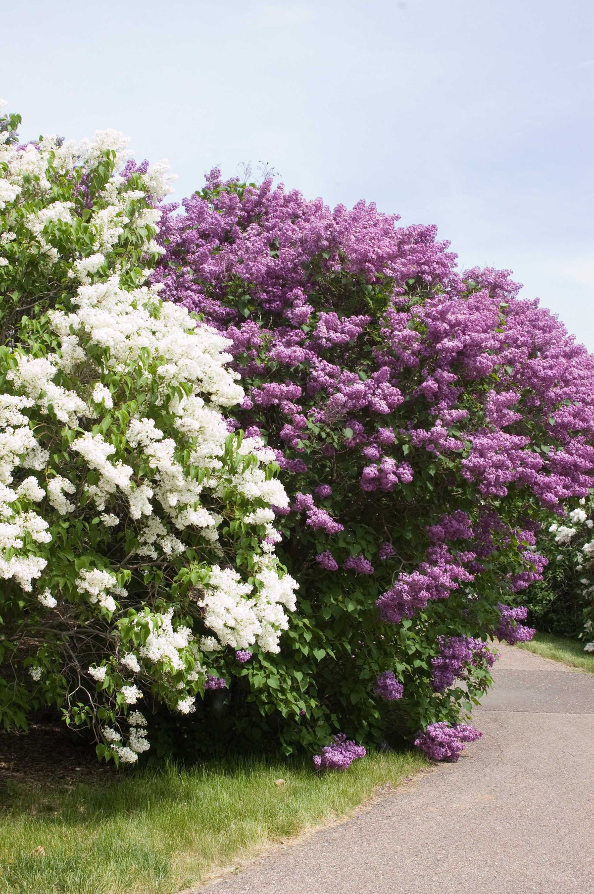 Pocahontas Bare Root Lilac Bush