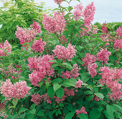 Donald Wyman Bare Root Lilac Bush