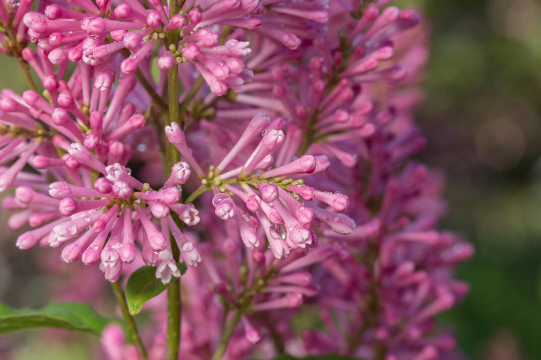 First Editions® Pinktini™ Bare Root Lilac Bush