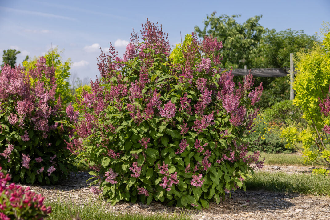 First Editions® Pinktini™ Bare Root Lilac Bush