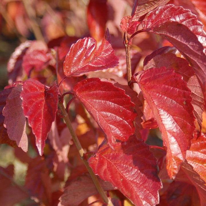 Viburnum dentatum 'Red Feather® Potted Arrowwood Bush