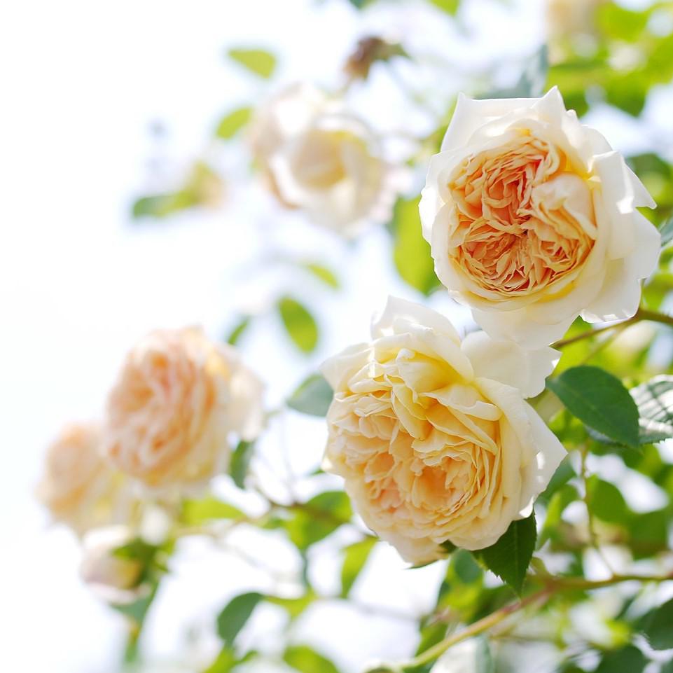 David Austin® Teasing Georgia® Potted Rose Bush