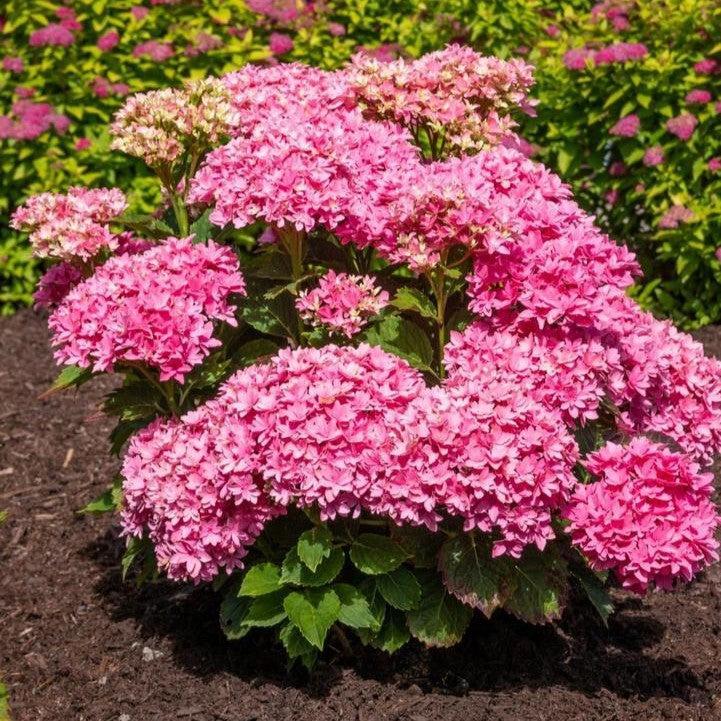 Hydrangea Bloomin' Easy® Starfield™ Potted Bigleaf Hydrangea Bush