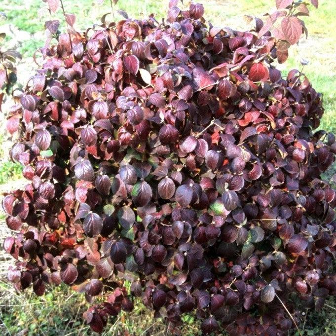 Viburnum carlesii Spice Island™ Potted Korean Spice Viburnum Bush