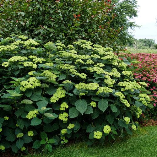 Hydrangea Invincibelle Sublime™ Potted Smooth Hydrangea Bush