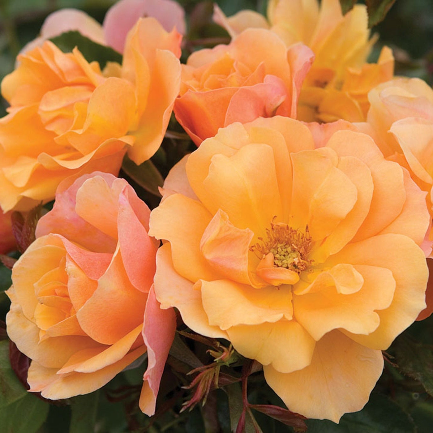 Tequila® Bare Root Rose Bush