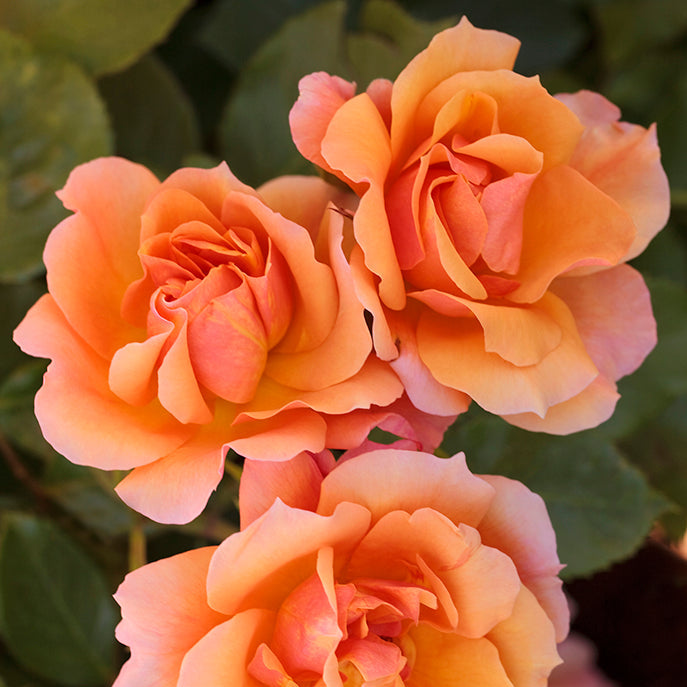 Tequila® Bare Root Rose Bush