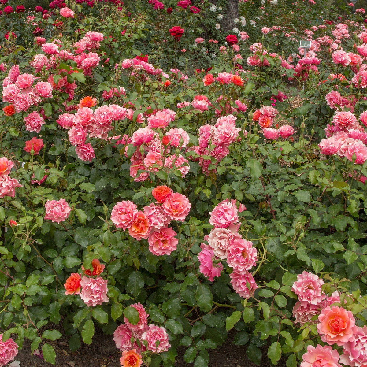 Tequila® Supreme Bare Root Rose Bush