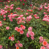 Tequila® Supreme Bare Root Rose Bush