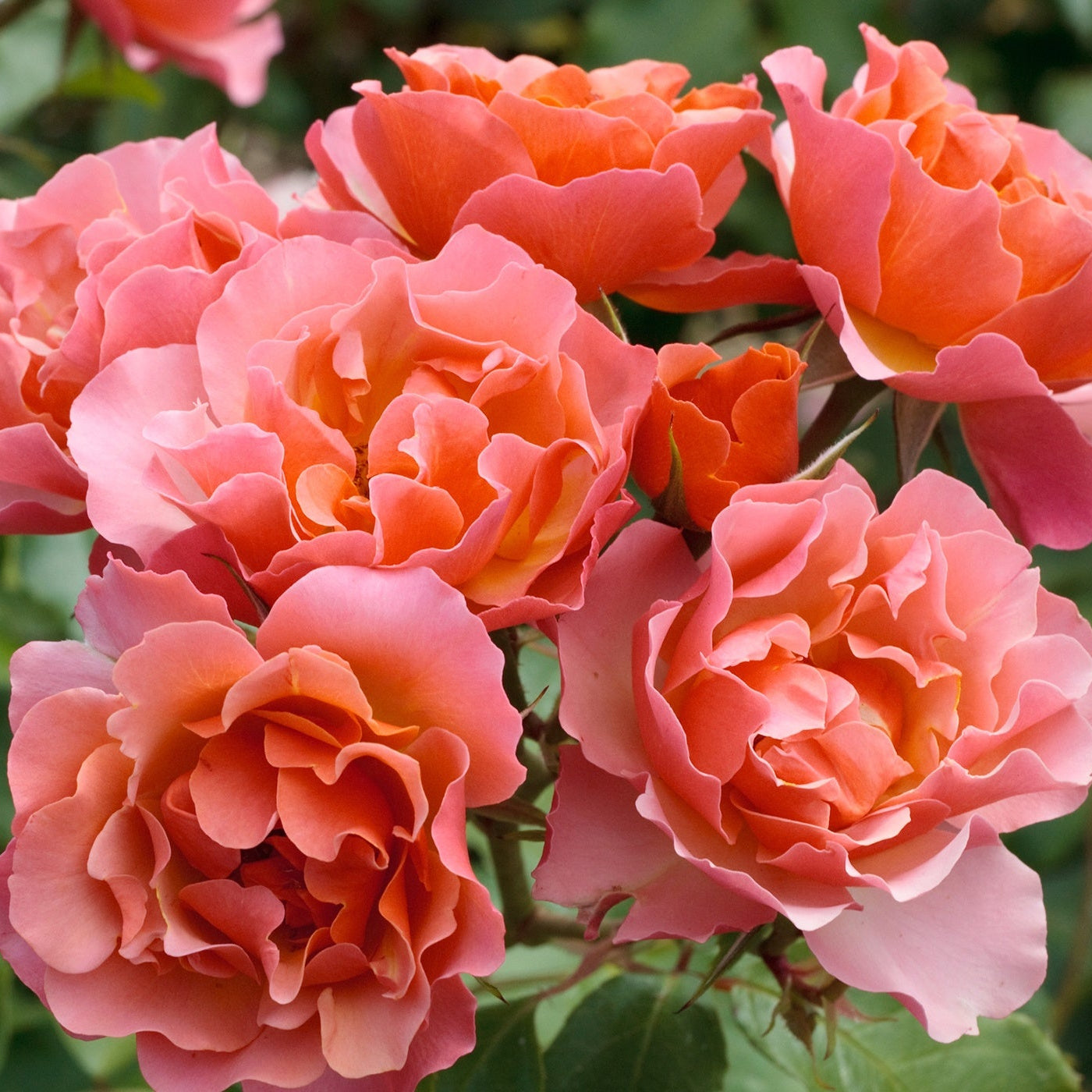 青木乃里子 「椿」 20/350 Tequila® Supreme Bare Root Rose Bush – Grace Rose Farm