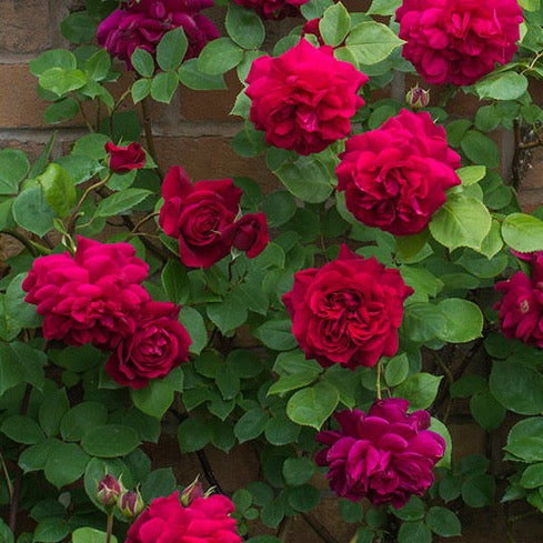 David Austin® Tess of the d'Urbervilles® Climbing Potted Rose