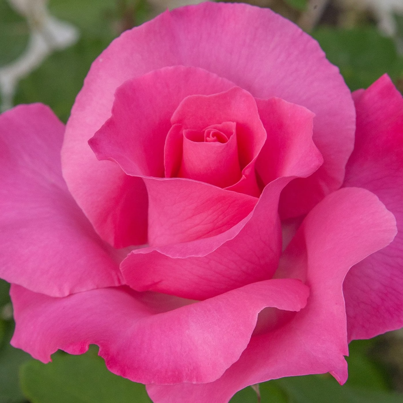 The McCartney Rose™ Bare Root Rose Bush