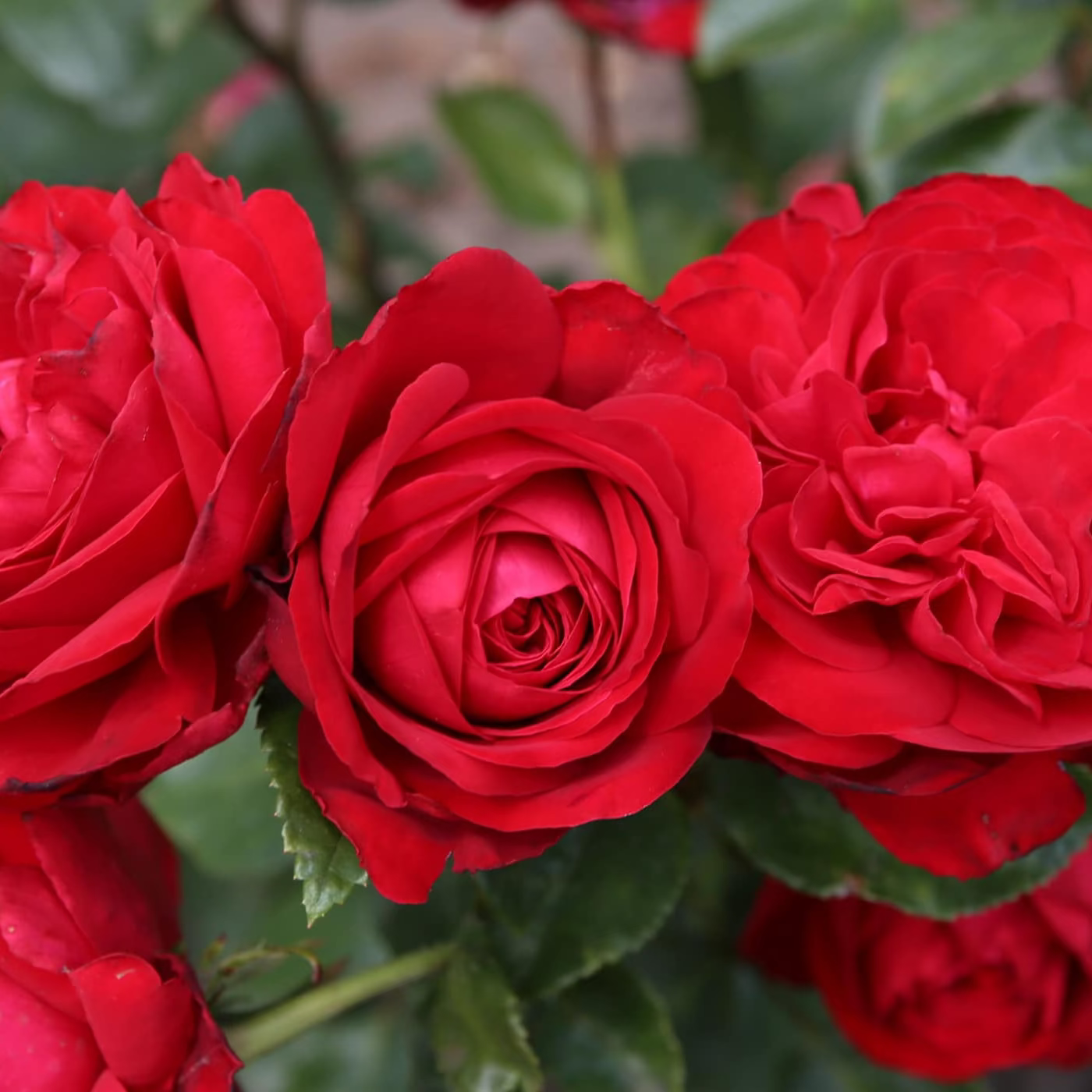 Tiamo™ Bare Root Rose Bush