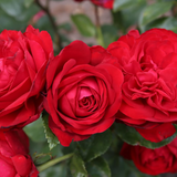Tiamo™ Bare Root Rose Bush