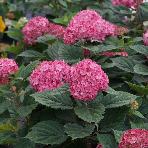Hydrangea Invincibelle® Ruby Potted Hydrangea Plant