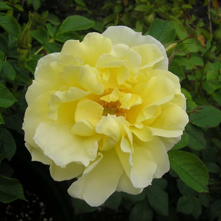 Topaz Jewel Potted Rose Bush | Yellow Rugosa Rose Bush | Grace