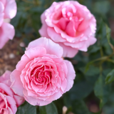 Tournament Of Roses Bare Root Rose Bush