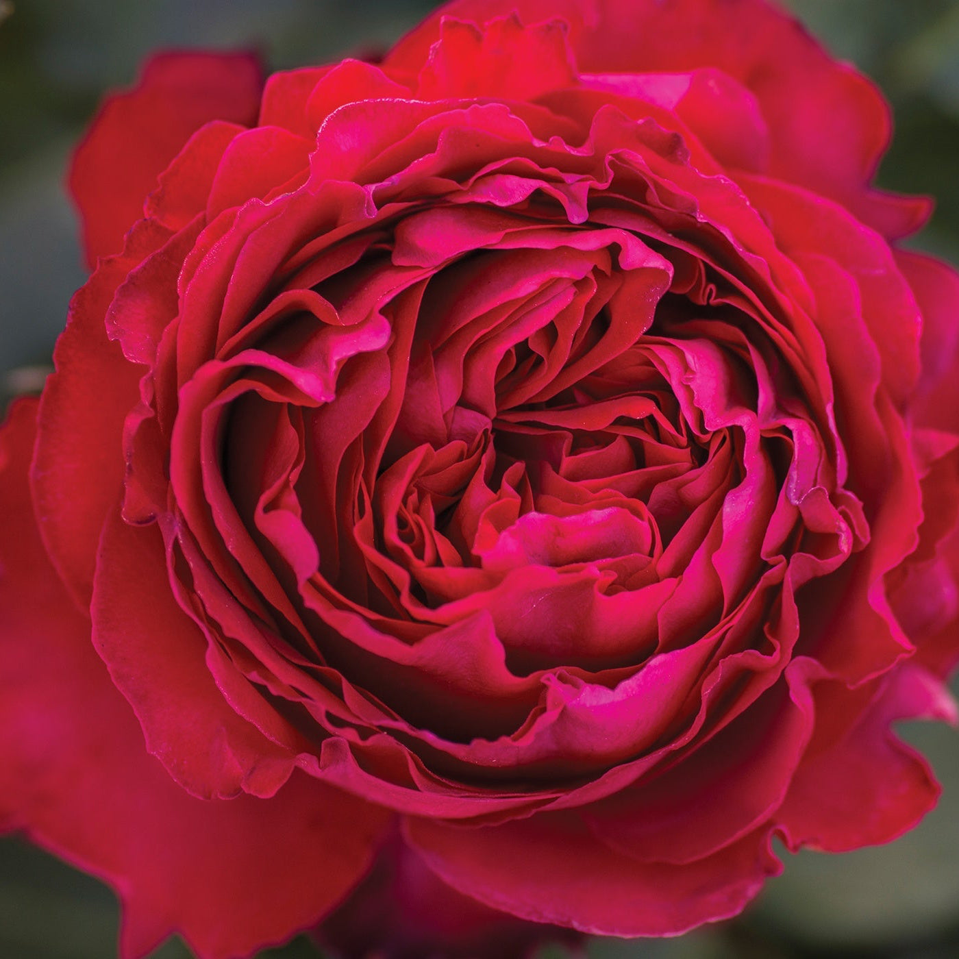 Close-up of a vibrant red rose with a blurred green background