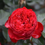 Traviata® Bare Root Rose Bush