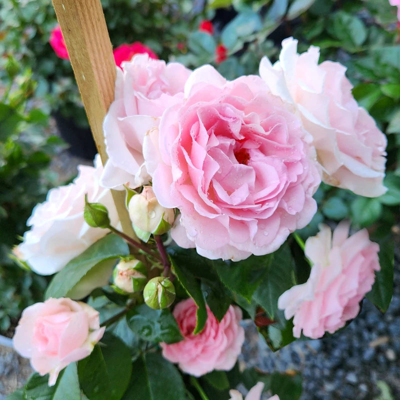 True Bloom Roses® True Devotion™ Bare Root Climbing Rose