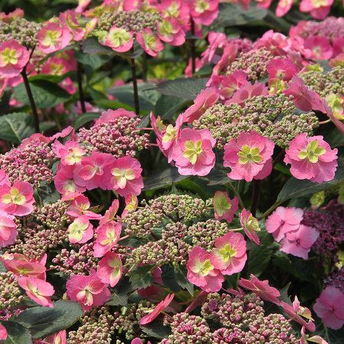 Hydrangea Tuff Stuff™ Potted Mountain Hydrangea Bush