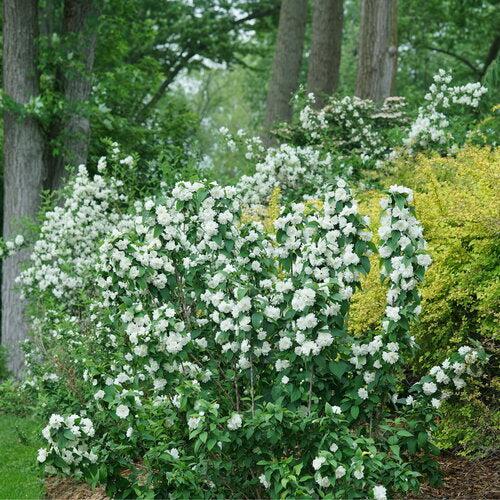 Proven Winners® Mock Orange Illuminati Spice® Potted Mockorange Bush