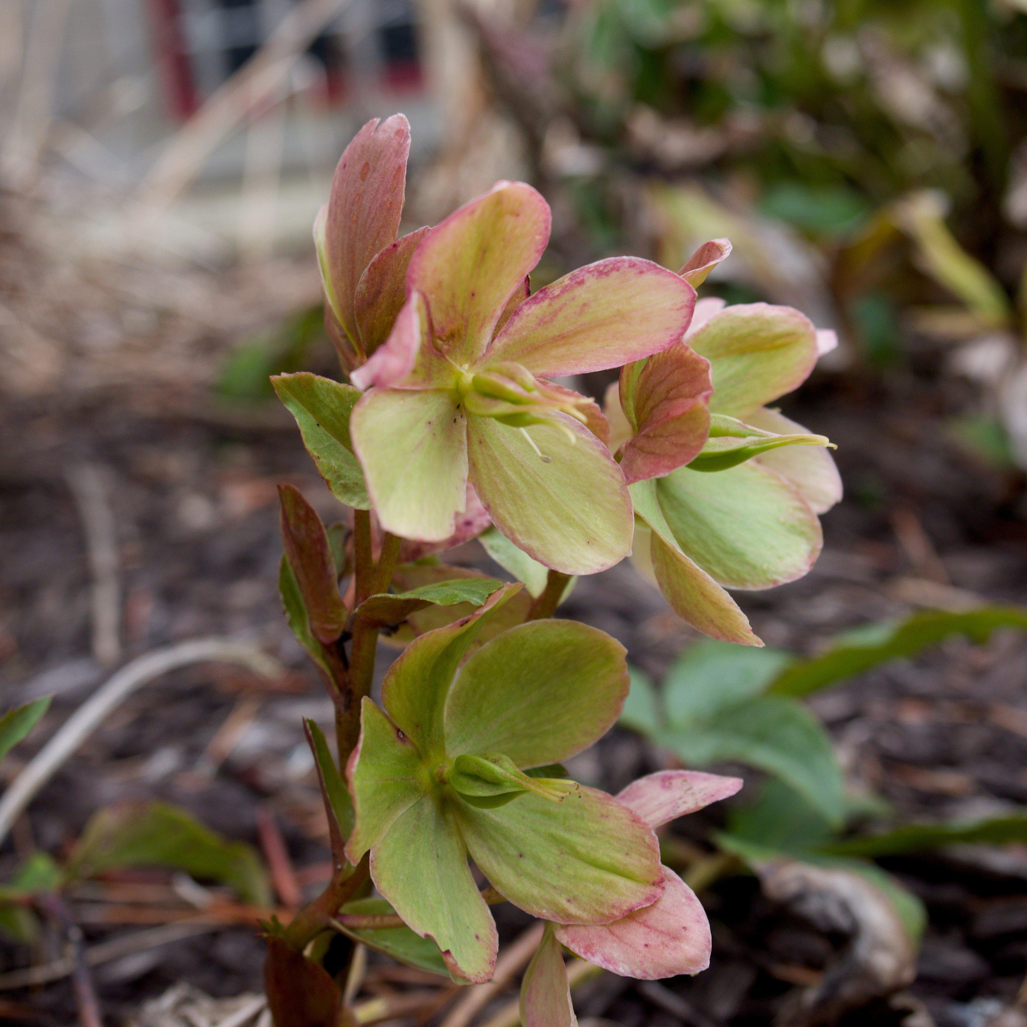 Helleborus x ericsmithii 'COSEH 730' - HGC® Champion Lenten Rose