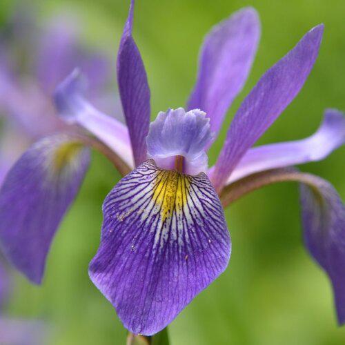 Iris 'Purple Flame' Potted Blue Flag Iris Plant