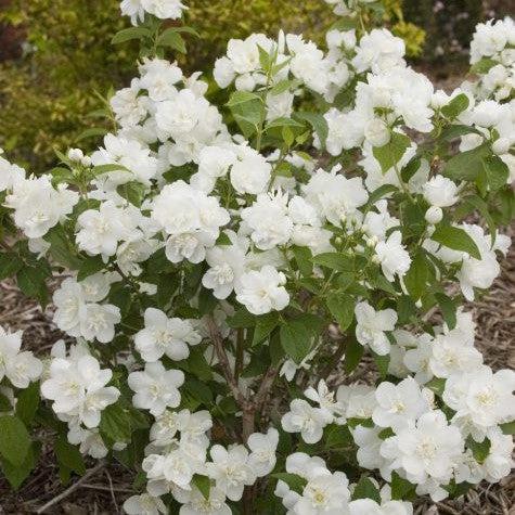 First Editions® Mock Orange 'Snow White Fantasy' Potted Mock Orange Bush
