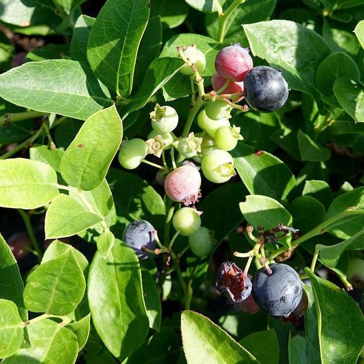 Blueberry 'Polaris' Highbush Potted Blueberry Plant