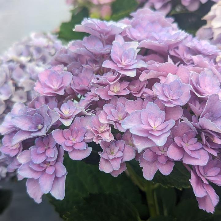 Hydrangea Bloomin' Easy® Starfield™ Potted Bigleaf Hydrangea Bush