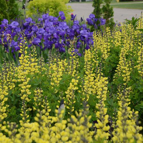 Proven Winners® Baptisia Decadence® Lemon Meringue Potted Baptisia Plant