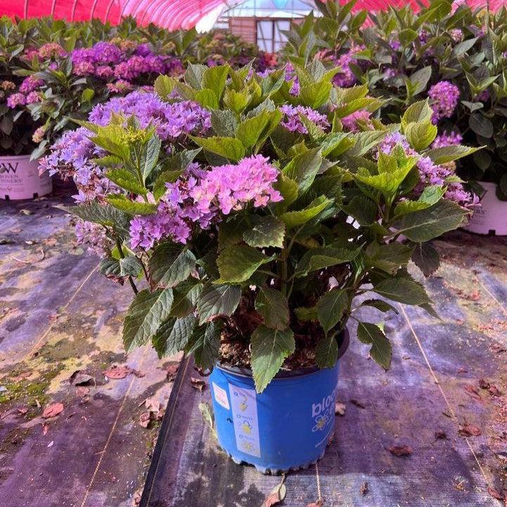 Hydrangea Bloomin' Easy® Starfield™ Potted Bigleaf Hydrangea Bush