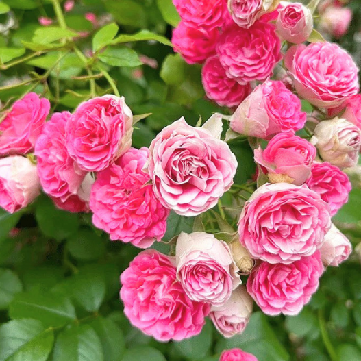 Rouge Rose Rambler Potted Climbing Rose