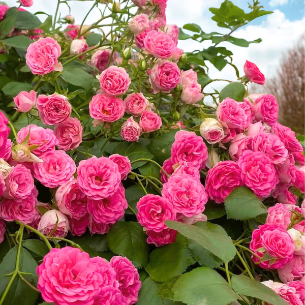 Rouge Rose Rambler Potted Climbing Rose
