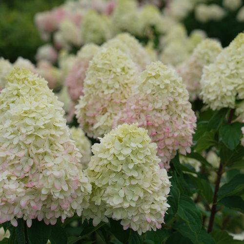 Proven Winners® Limelight Prime® Hydrangea Potted Hydrangea