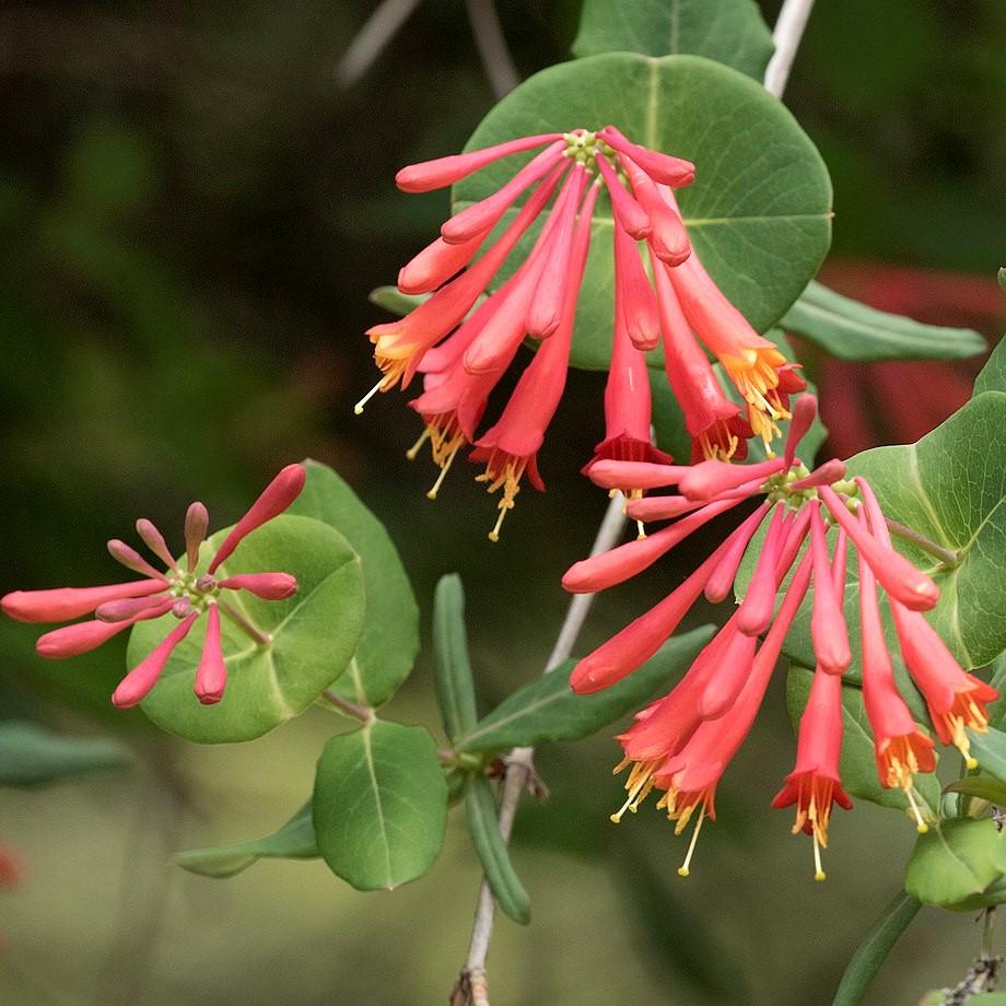honeysuckle potted plant Honeysuckle 'Major Wheeler' Potted Honeysuckle Plant