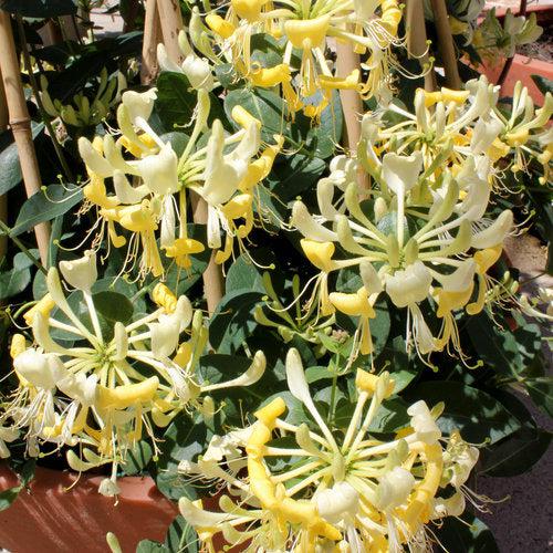 Honeysuckle 'Scentsation' Potted Honeysuckle Plant