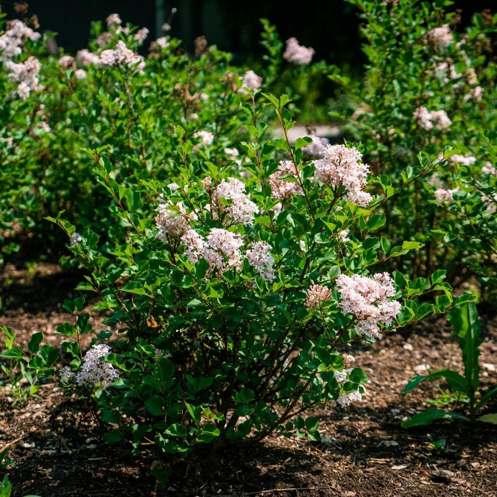 Lilac Bloomin' Easy® Pearl Potion™ Potted Korean Lilac Bush