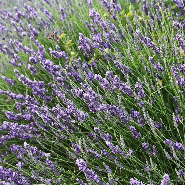 Lavender - Lavandin 'Phenomenal™'