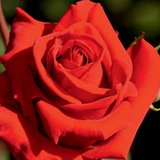 Veterans' Honor® Potted Rose Bush