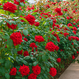 Veterans' Honor® Potted Rose Bush