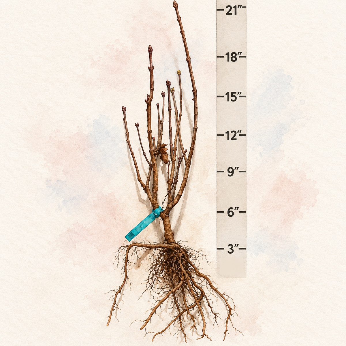 First Editions® Virtual Violet® Bare Root Lilac Bush