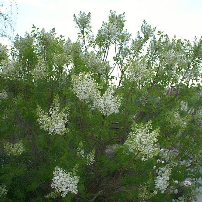 Lilac 'Betsy Ross' Potted Lilac Plant
