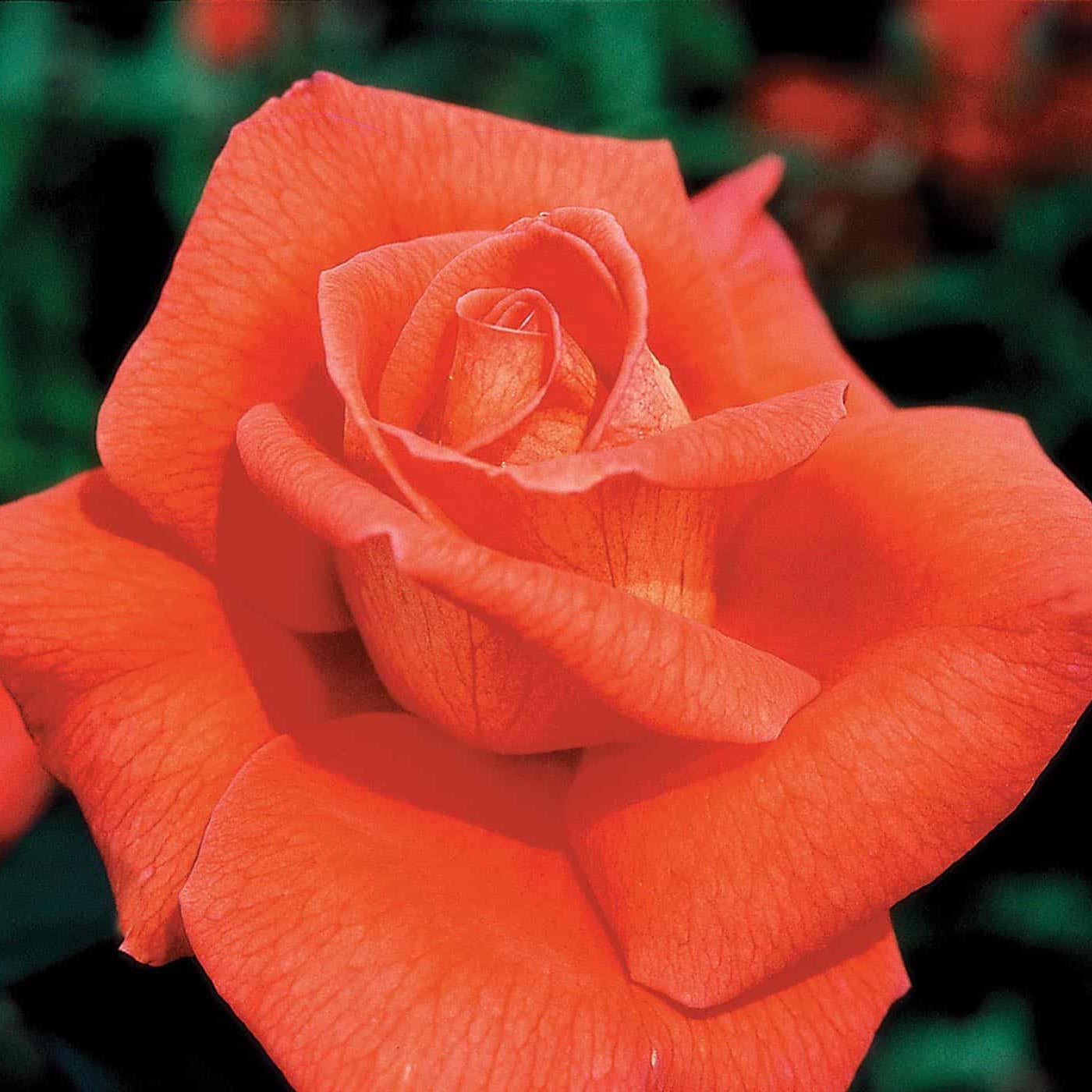 Close-up of a vibrant orange rose with a blurred green background