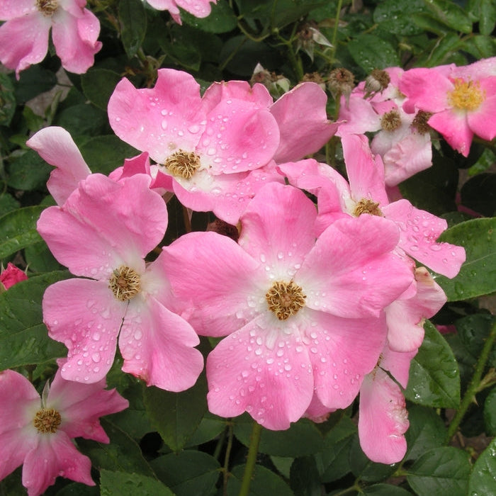 Ribbons of Roses™ Bundles of Bare Root Roses - Nearly Wild - Pack of 10