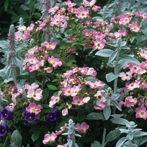 Ribbons of Roses™ Bundles of Bare Root Roses - Nearly Wild - Pack of 10