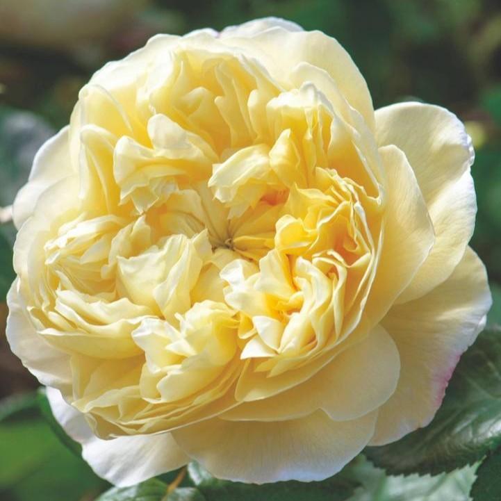 David Austin® Charles Darwin® Potted Rose Bush