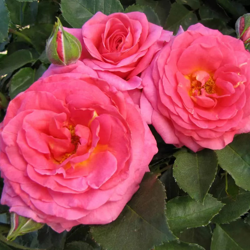 Time After Time™ Potted Tree Rose